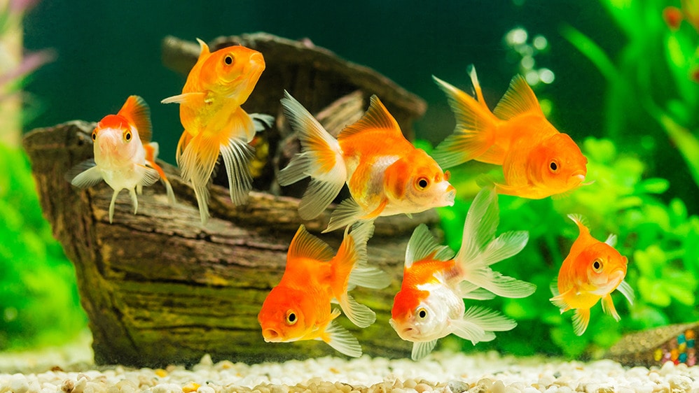 Safety Considerations for Fish Tank Decorations