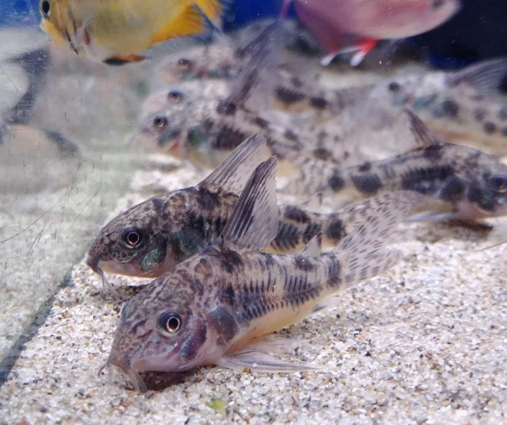 Peppered Corydoras community resting under their colorful tankmates 