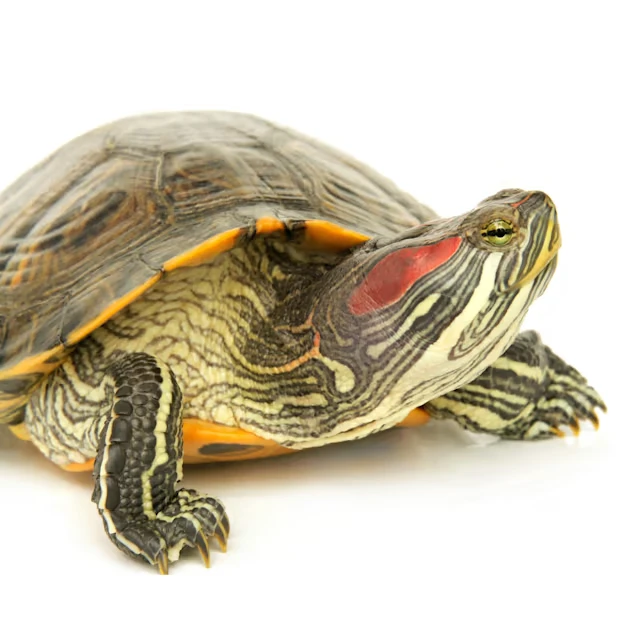 Red-eared Slider turtles have distinctive red marks behind their eyes - Image by PetCo