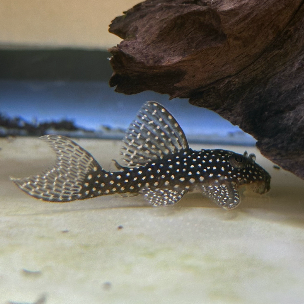 Angelicus Pleco living a long and happy life in its tank