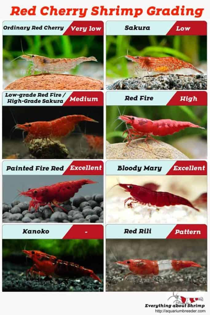 Pictured, Red Cherry Shrimp grading chart, From AquariumBreeder.com