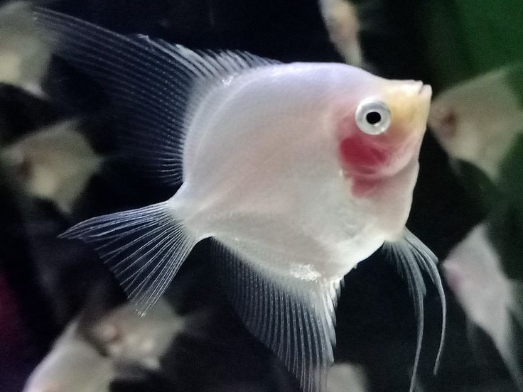The Enchanting Blushing Angelfish