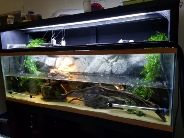 Large aquascaped Red-Eared Slider Turtle Tank - image by ReptiFiles
(No you do not need a setup this Epic)