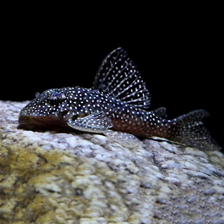 A starry night Pleco