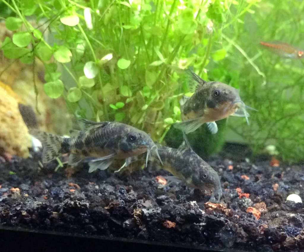 Breeding community tank of peppered cory catfish in their planted tank