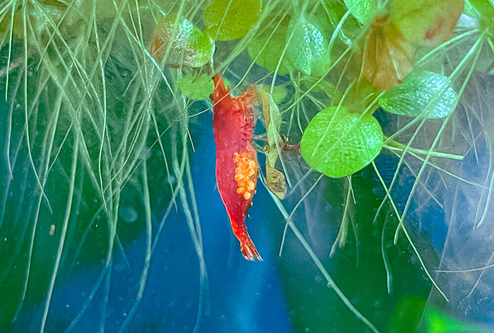 Pictured, Red Cherry Shrimp carrying eggs under her belly