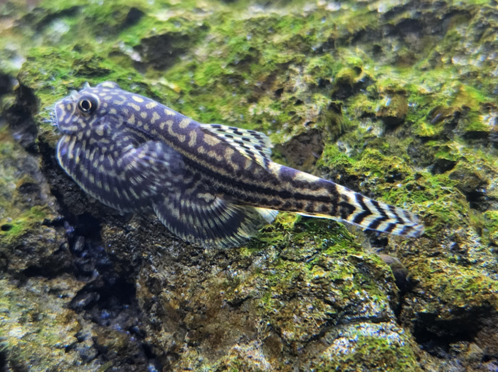 A Hillstream Loach resting on a rock