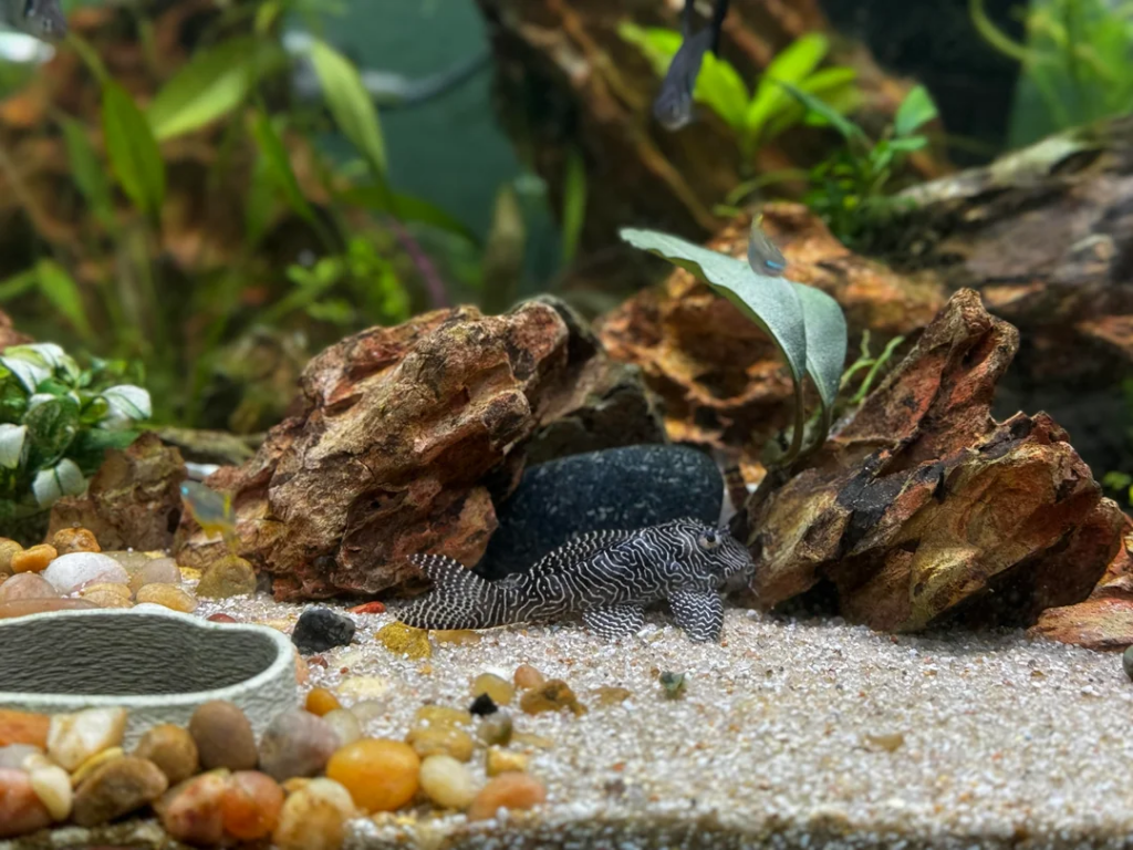 A Queen Arabesque Pleco in a planted home aquarium
