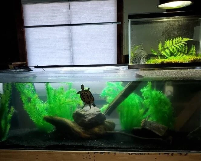 A turtle habitat with a nice basking area enriching your pet to behave naturally