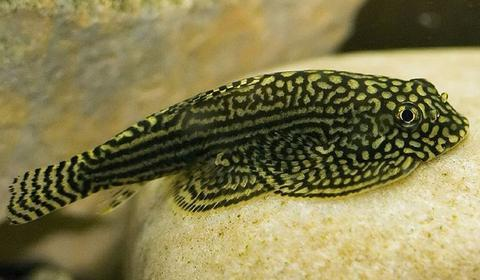 Reticulated Hillstream Loach resting on a rock 