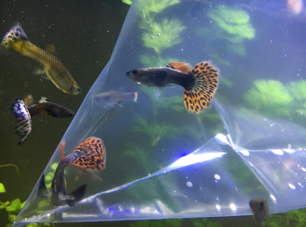 Pair of Dumbo Ear Guppy