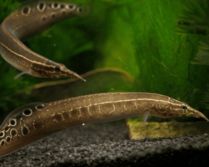 Spiny Eels swimming in their planted tank.