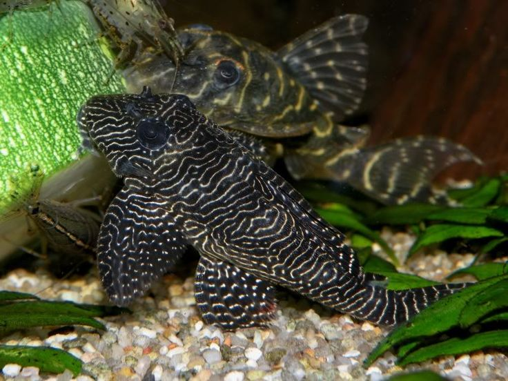 Queen Arabesque Pleco eating a cucumber with some Amano Shrimp tankmates