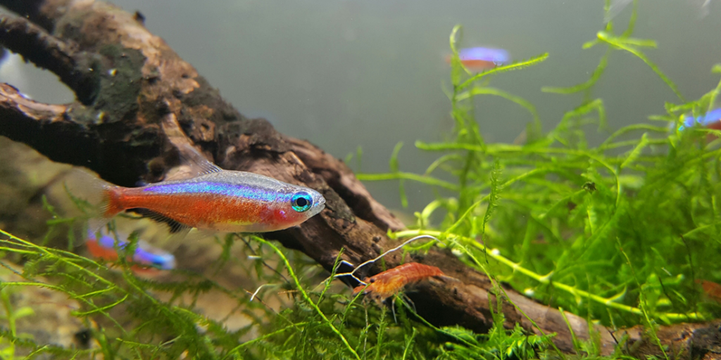 Cardinal Tetra Aggression