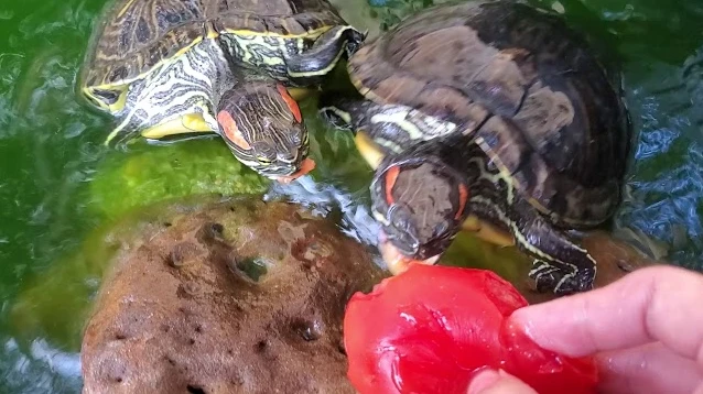 A pair of Juvenile Red-Eared Slider Turtles eating a tomato