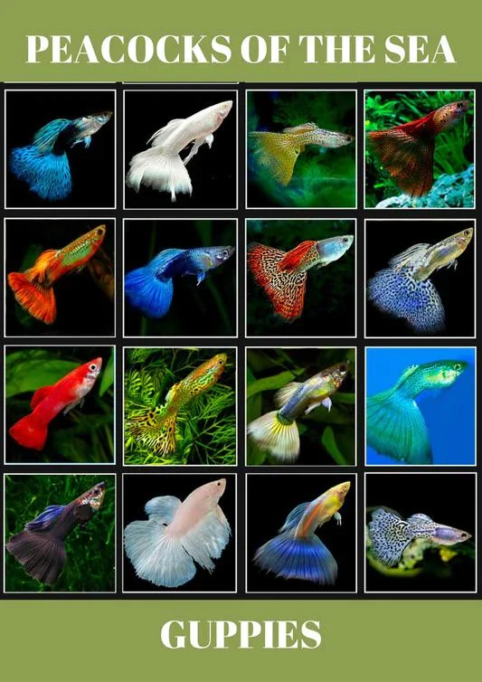 Fancy Guppies come in many variations