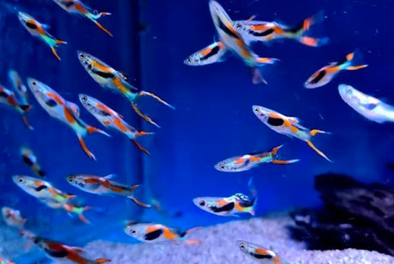 Endler Guppy school.