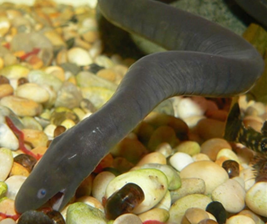 A Rubber Eel exploring the bottom of its enclosure.