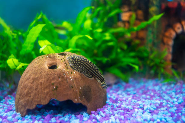 Reticulated Hillstream Loach resting on a coconut shell