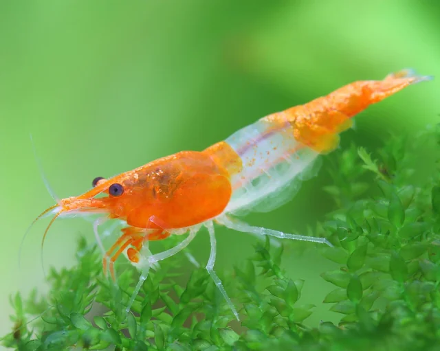 Pictured, An orange Rili Shrimp on plants showing off its beauty