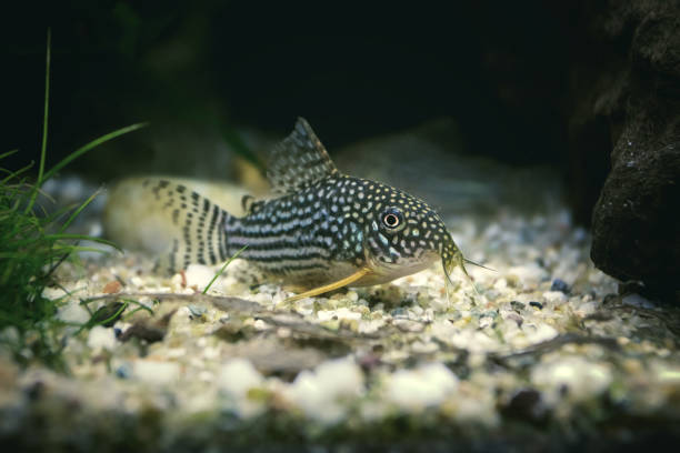 Corydoras