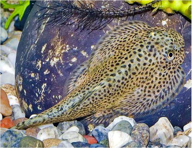 Use large rocks in the aquarium for Chinese Hillstream Loaches 