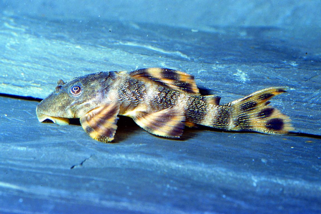 A Spotted Tail Clown Pleco on a rock slab