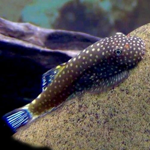 Spotted Borneo Sucker Hillstream Loach prefers sandy substrates 