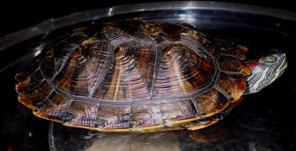 A Red-Eared Slider with its shell showing signs of pyramiding