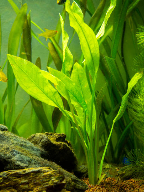 Amazon Swords aquatic plant 
