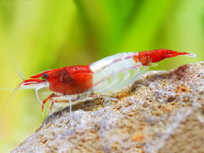 Pictured, a Red Rili Shrimp vibrantly enjoying its surroundings