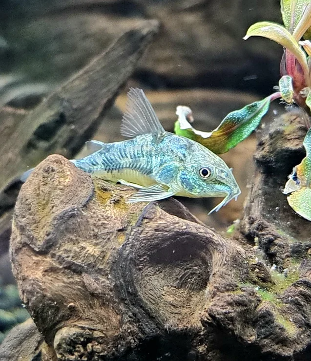 Pictured, A Corydoras Catfish in a planted tank 