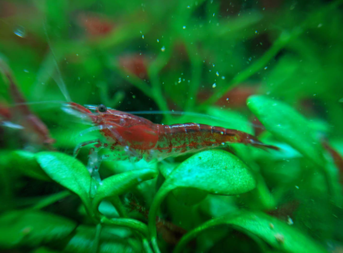 Freshwater Shrimp