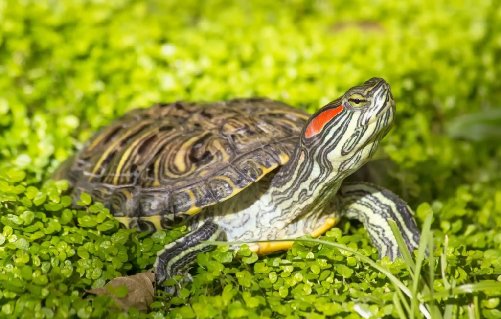 A Happy & Healthy Red-Eared Slider turtle