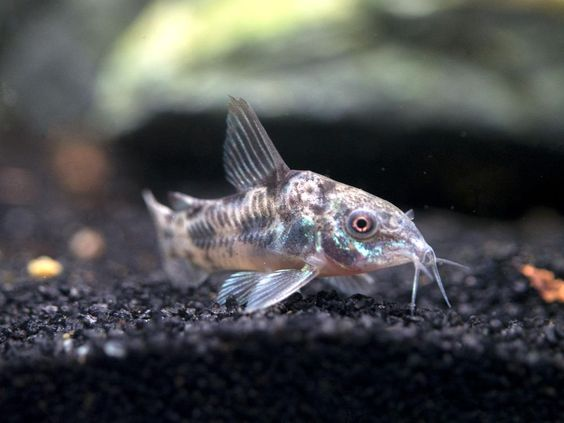 Pictured, A Peppered Corydoras catfish at the bottom of a tank