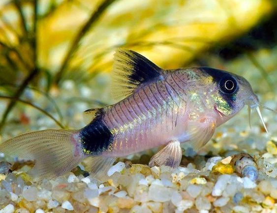 Pictured, A Panda Corydoras resting at the bottom of a tank