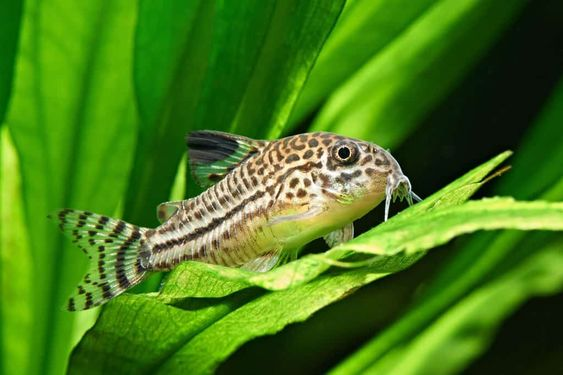 Pictured, A Julii Corydoras in a planted aquarium