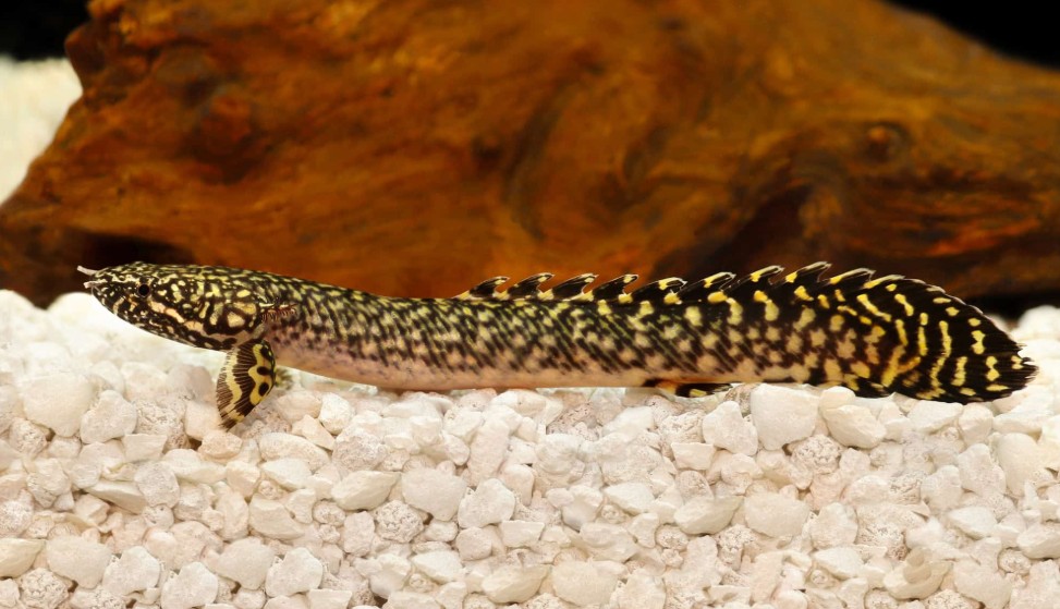 Birchir in a tank with sharp white rocky substrate.