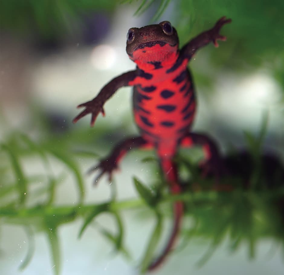 Close-up of a Fire-Belly Newt in its planted tank.