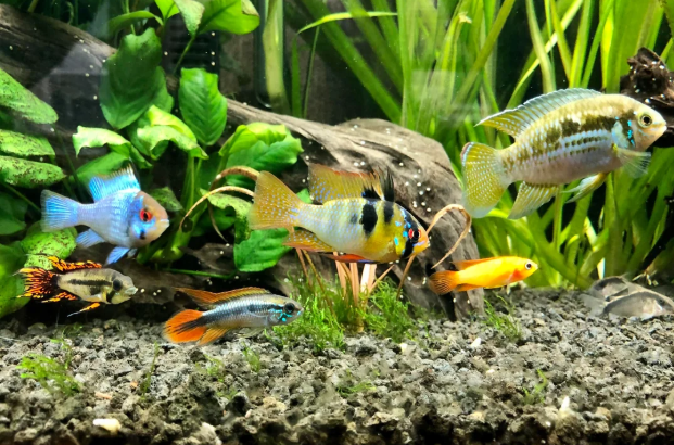 Pictured Dwarf Cichlids in a community tank