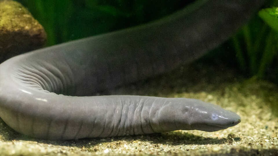 A Rubber Eel exploring the bottom of its enclosure.