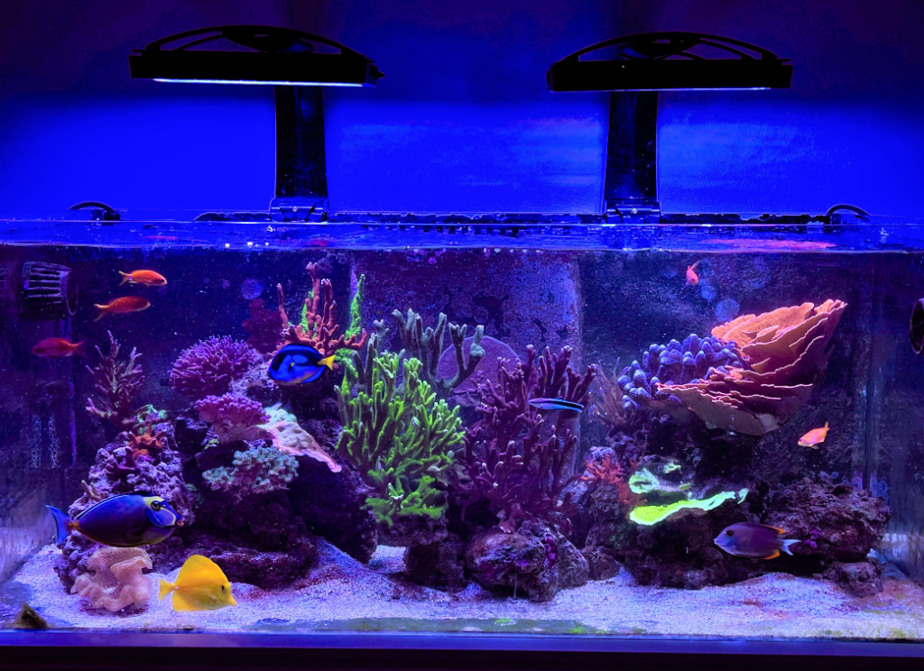 Virantly colored saltwater Fish tank