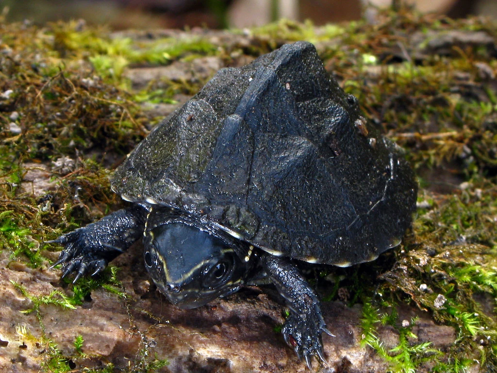 A Juvenile Common Musk Turtle