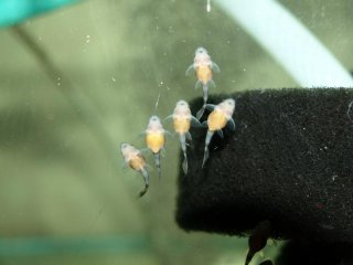 Young Clown Plecos swimming 