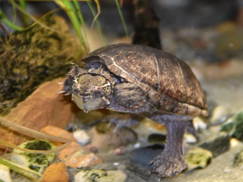 Common Musk Turtle in the Toledo Zoo & Aquarium