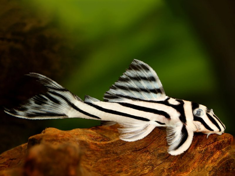 Zebra Pleco resting on driftwood in  planted aquarium