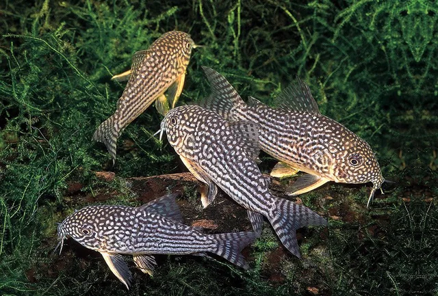 Pictured, A group of Sterbai Corydoras at the bottom of an aquarium