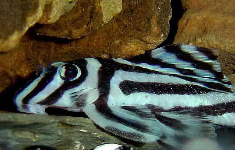 A classic striped Zebra Pleco 