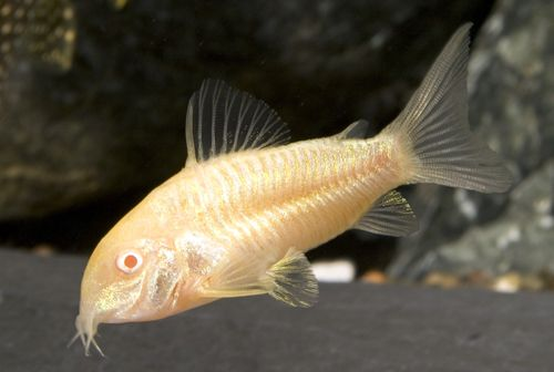 Pictured, An Albino Corydoras swimming in a tank with dark substrates