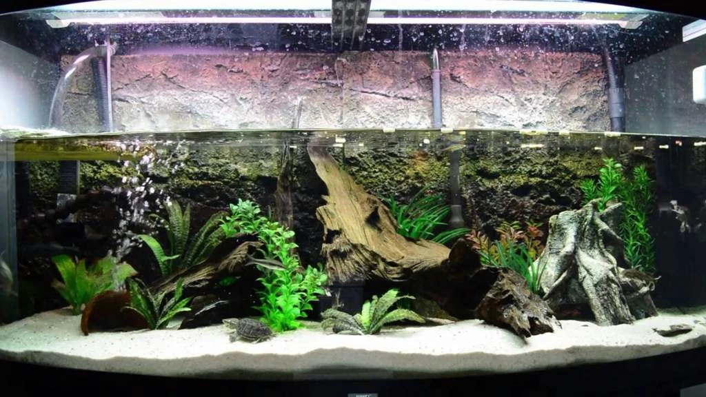Beautifully aquascaped musk turtle enclosure